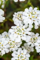 Ubiorek wiecznie zielony Weisser Zwerg Iberis Sempervirens