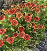Dzielżan jesienny Bandera Helenium autumnale 1l