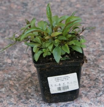 Penstemon kosmaty Penstemon hirsutus 9