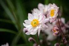 Zawilec Garden Breeze Pink Touch Anemone Hybrida