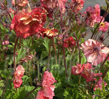 Kuklik Flames of Passion Geum 9