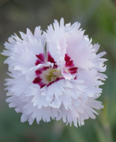 Goździk pierzasty Ine Dianthus plumarius 9