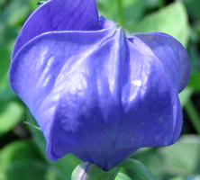 Rozwar wielkokwiatowy Astra Blue Platycodon grandiflorus