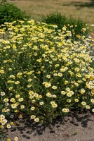 Rumian E.C. Buxton Anthemis hybrida