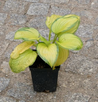 Funkia Stained Glass Hosta 1l