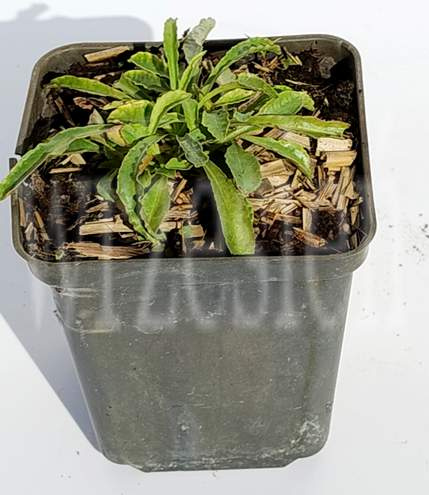 Dzwonek Brzoskwiniolistny Blue Campanula Persicifolia 