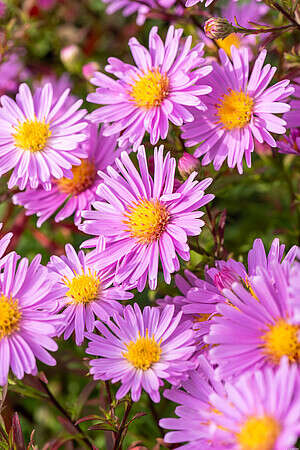 Aster krzaczasty Peter Harrison Aster dumosus 9 