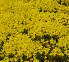 Rozchodnik ościsty Sedum refleksum (rupestre) 