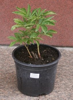 Piwonia Krinkled White Peonia (Paeonia) 2-3l