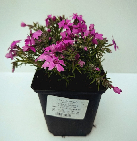 Floks Szydlasty Samson Phlox subulata 9