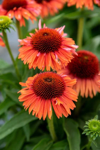 Jeżówka Meditation Orange Echinacea 