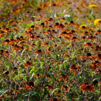 Rudbekia trójklapowa Praire Glow Rudbeckia triloba