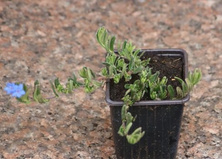 Nawrot Heavenly Blue Lithodora Diffusa