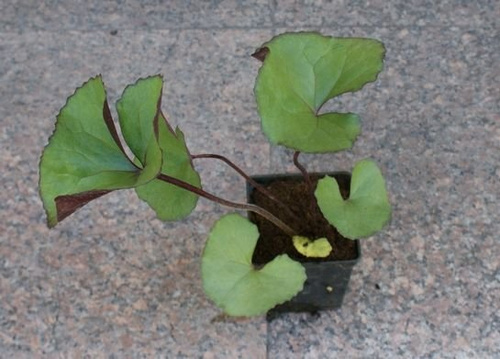 Języczka pomarańczowa Othello Ligularia dentata1l