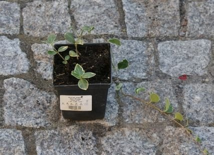 Barwinek pospolity Ralph Shugart Vinca minor