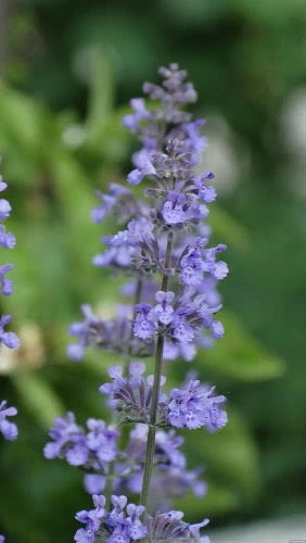 Kocimiętka Fasena Walker's Low Nepeta Faassenii 9