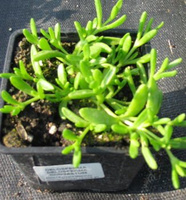 Delosperma Delosperma Congestum 9