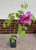 Piwonia drzewiasta Fen er qiao Paeonia suffruticosa 2l