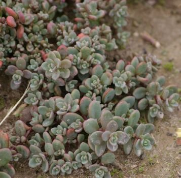 Rozchodnik sachaliński Island of Sakahilin Sedum Pluricaule 9
