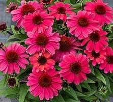 Jeżówka SunMagic Vintage Red Echinacea