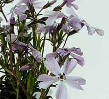 Floks Szydlasty Oakington Blue Eyes Phlox subulata 9