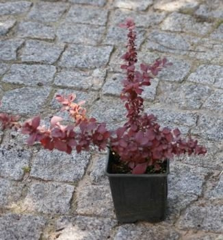 Berberys Thunberga Golden Ring Berberis Thunbergii 9-1l