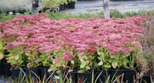 Rozchodnik wielki Herbstfreude Sedum telephium
