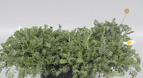 Rumian karpacki Karpatenschnee Anthemis carpatica