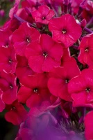 Floks, Płomyk Red Riding Hood Phlox Paniculata