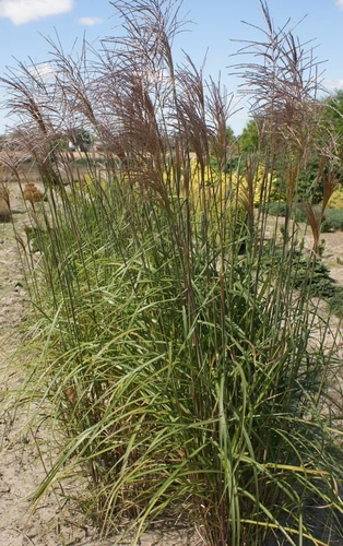 Miskant Chiński Malepartus Miscanthus Sinensis 1l