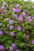 Bodziszek kantabryjski Karmina Geranium cantabrigiense 