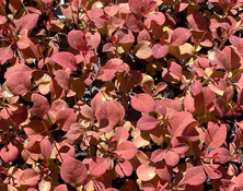 Berberys Thunberga Orange Pillar Berberis Thunbergii 1l