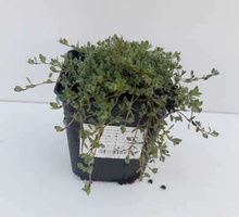 Macierzanka  Omszona Thymus Lanuginosus 9