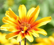Słoneczniczek szorstki mix Heliopsis  helianthoides 1l