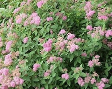 Tawuła japońska Manon Spiraea japonica 9-1l
