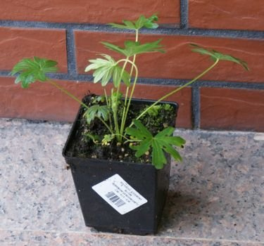 Bodziszek czerwony Album Geranium sanguineum