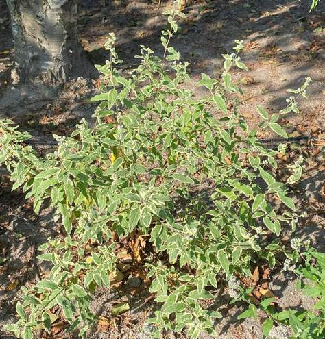 Barbula White Surprise Caryopteris Clandonensis 1l