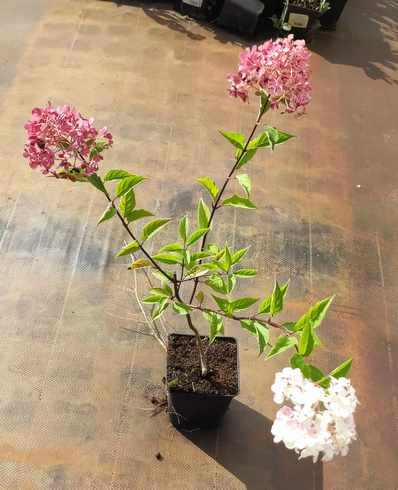 Hortensja bukietowa Vanille Fraise Hydrangea paniculata 1l