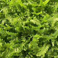Narecznica mocna Cristata The King Dryopteris affinis 
