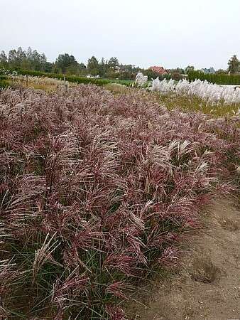 Miskant Chiński Serengeti Miscanthus Sinensis1l