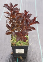 Krzewuszka Alexandra Weigela 1l