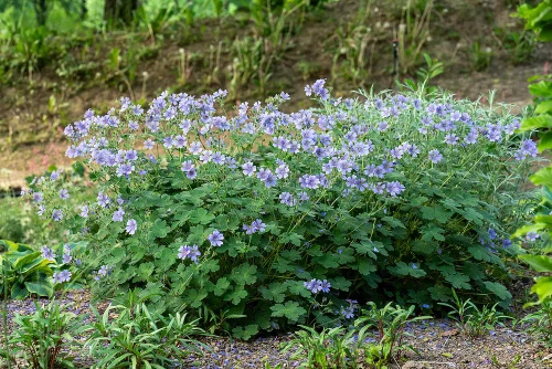 Bodziszek Renarda Philippe Vapelle Geranium Renardii