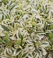 Gęsiówka macedońska Variegata Arabis ferdinandi - coburgi