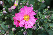 Zawilec Japoński Margarete Anemone Hupehensis