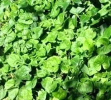 Fiołek Wonny Alba Viola Odorata 9