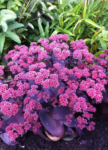 Rozchodnik wielki Oriental Dancer Sedum telephium