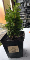 Żywotnik zachodni Spiralis Mini Thuja Occidentalis 1l
