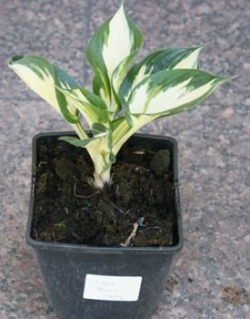 Funkia Paul Revere Hosta 2l