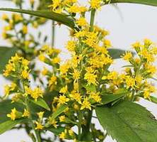 Nawłoć szerokolistna Flexi Belle Solidago flexicaulis 1l