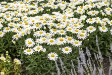 Złocień wielki Snow Cap Leucanthemum Superbum 1l